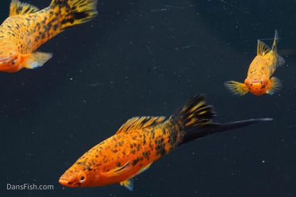 Painted Swordtail