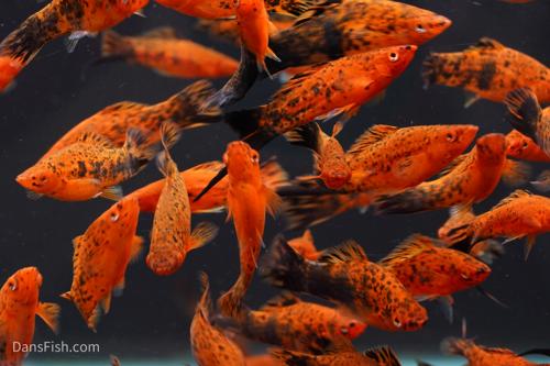 Painted Swordtail
