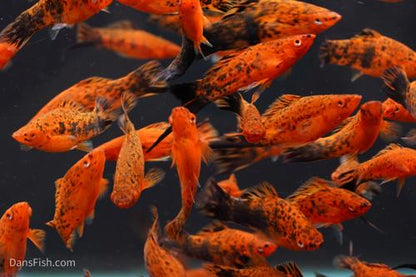 Painted Swordtail