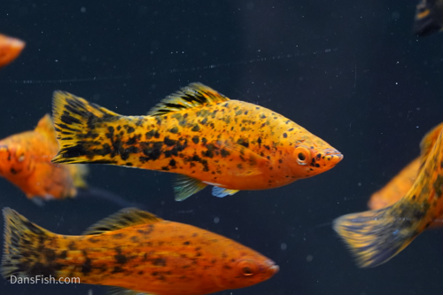 Painted Swordtail