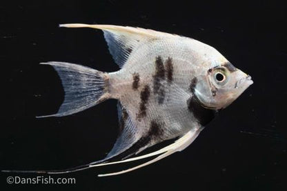 Panda Angelfish