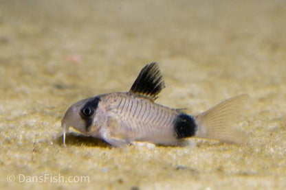 Panda Cory