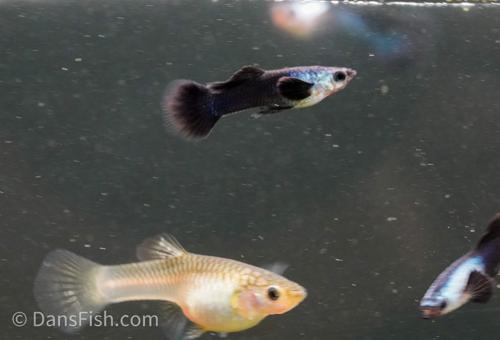 Dwarf Blue Panda Guppy, Male