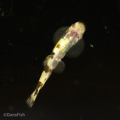 Panda Loach