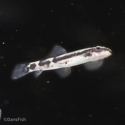 Panda Loach