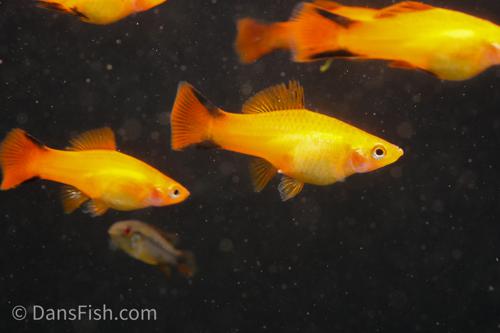 Pastel Comet Swordtail, Male