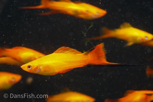 Pastel Comet Swordtail, Male