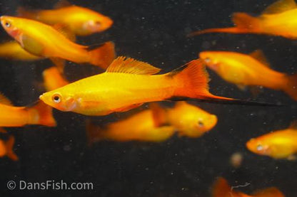 Pastel Comet Swordtail, Male