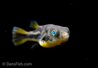 Pea Puffer