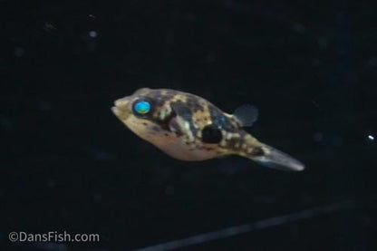 Pea Puffer 'West Java'
