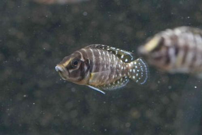 Pearl Calvus Cichlid