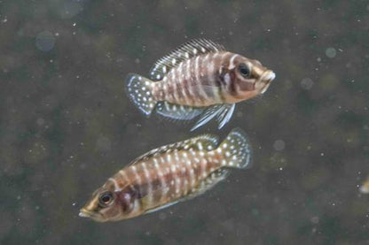 Pearl Calvus Cichlid