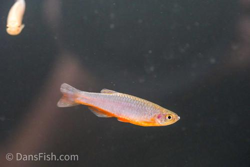 Pearl Danio