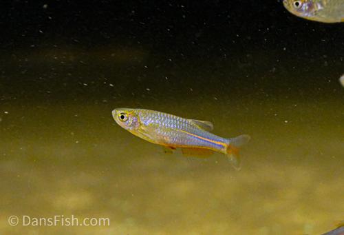 Pearl Danio