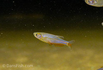 Pearl Danio