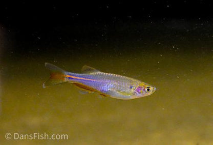 Pearl Danio