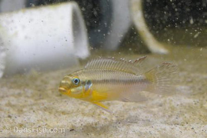 Pelvicachromis kribensis 'Bpindi', Pair (1M1F)