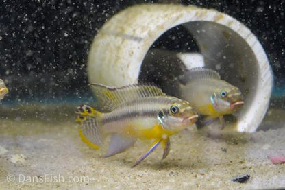 Pelvicachromis kribensis 'Bpindi', Pair (1M1F)