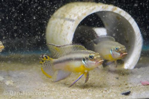 Pelvicachromis kribensis 'Bpindi', Pair (1M1F)