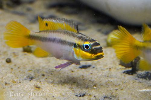 Pelvicachromis taeniatus 'Njanje', Pair (1M1F)