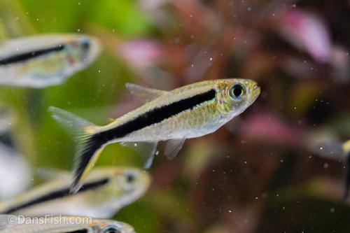 Penguin Tetra