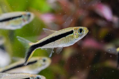 Penguin Tetra