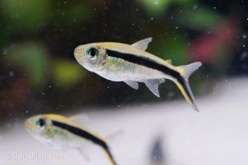 Penguin Tetra