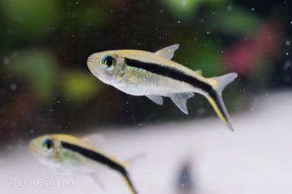 Penguin Tetra