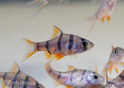 Five Banded Barb