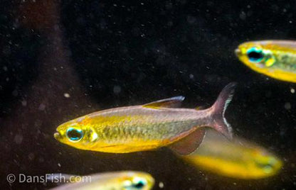 Phenacogrammus sp. Mokobile 'Nioki Lake'