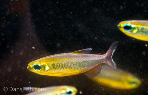 Phenacogrammus sp. Mokobile 'Nioki Lake'