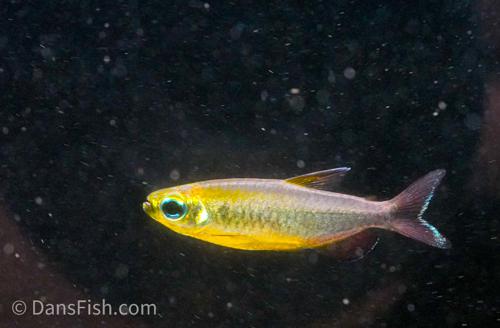 Phenacogrammus sp. Mokobile 'Nioki Lake'