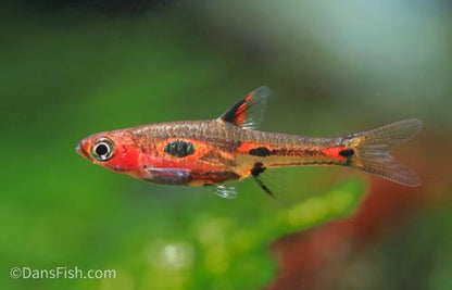 Phoenix Rasbora-see note