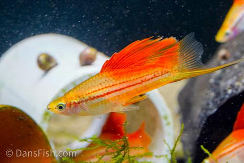 Pineapple High-Fin Swordtail, Pair (1M1F)