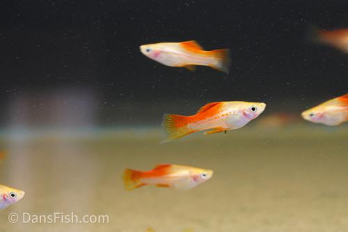 Pineapple Swordtail