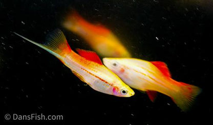 Pineapple Swordtail