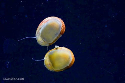 Pink Lady Nerite Snail, (3 pack)