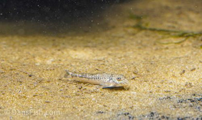 LDA25 Pitbull Pleco
