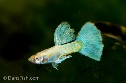 Albino Platinum Guppy, Pair (1M1F)