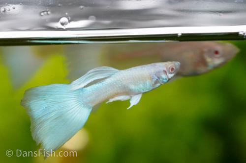 Albino Platinum Guppy, Pair (1M1F)