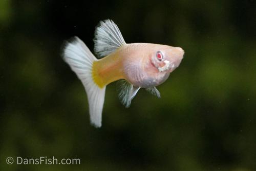 Albino Platinum Guppy, Pair (1M1F)