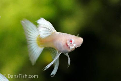 Albino Platinum Guppy, Pair (1M1F)