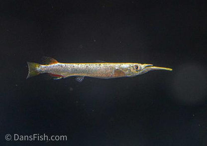 Platinum Halfbeak