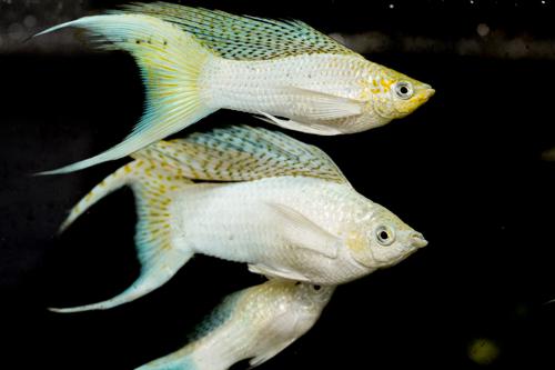 Platinum Lyretail Molly, Female
