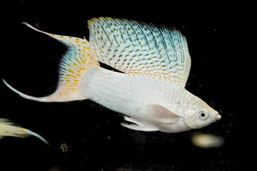 Platinum Lyretail Molly, Female