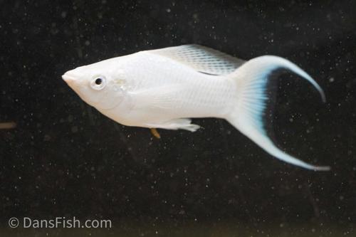 Platinum Lyretail Molly, Female