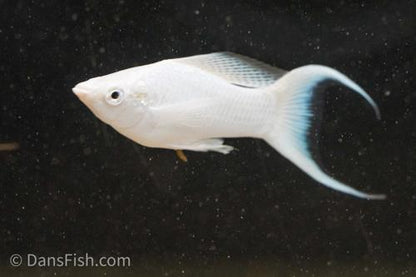 Platinum Lyretail Molly, Female