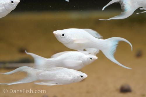 Platinum Lyretail Molly, Female