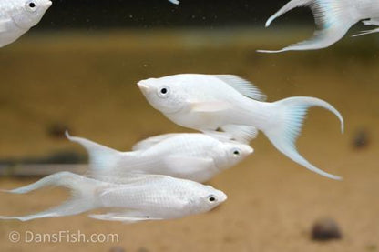 Platinum Lyretail Molly, Female