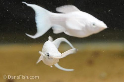 Platinum Lyretail Molly, Female
